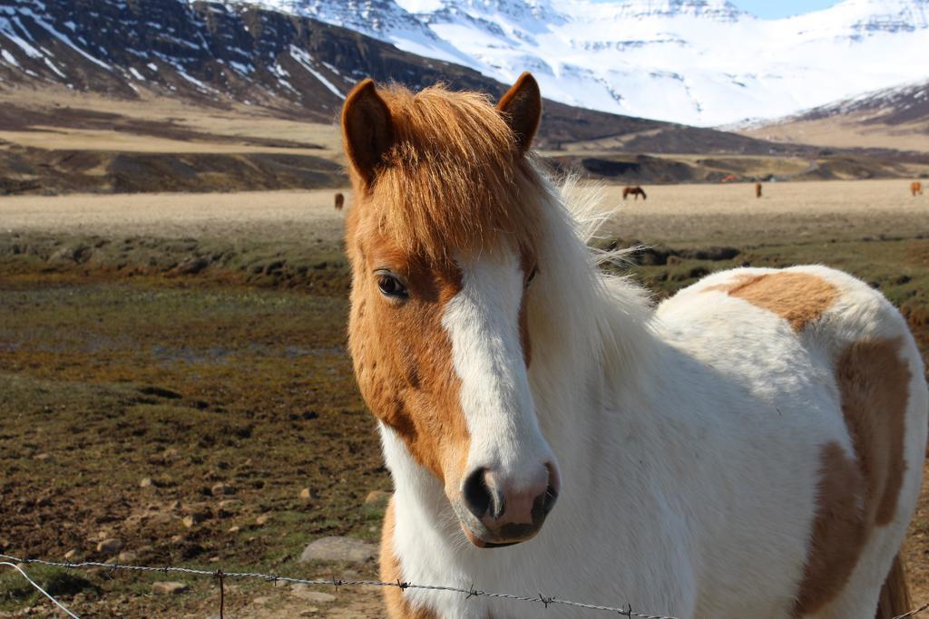 Skorrahestar Neskaupstaður