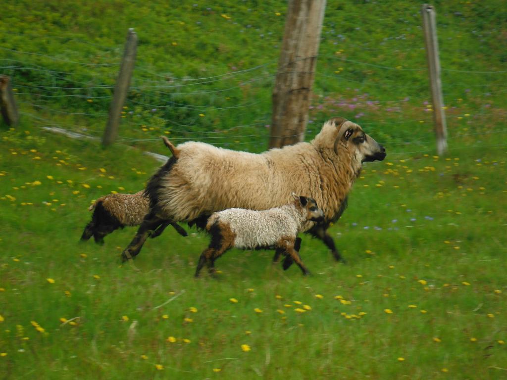 Bauernhof Skorrahestar Neskaupstaður